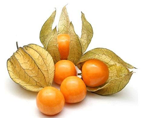 Unveiling the Golden Berry: Health Benefits and Versatile Uses