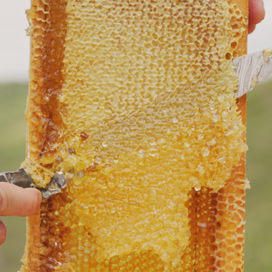 Fresh Honey Comb