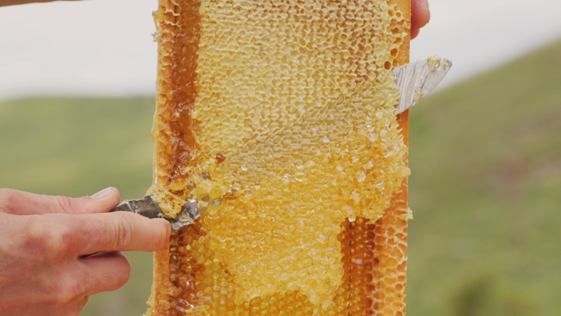 Fresh Honey Comb